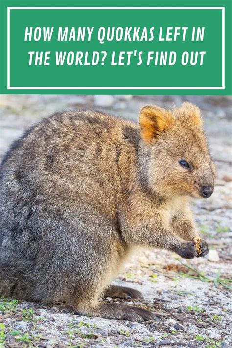 quako. de|how many quokkas are left.